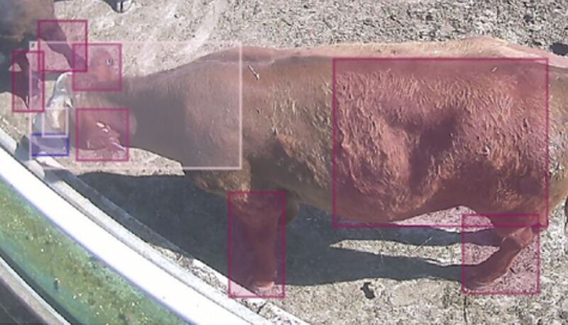 A cow with overlay of boxes marking significant body parts to show how the cattle health management system can identify and detect possible health issues.