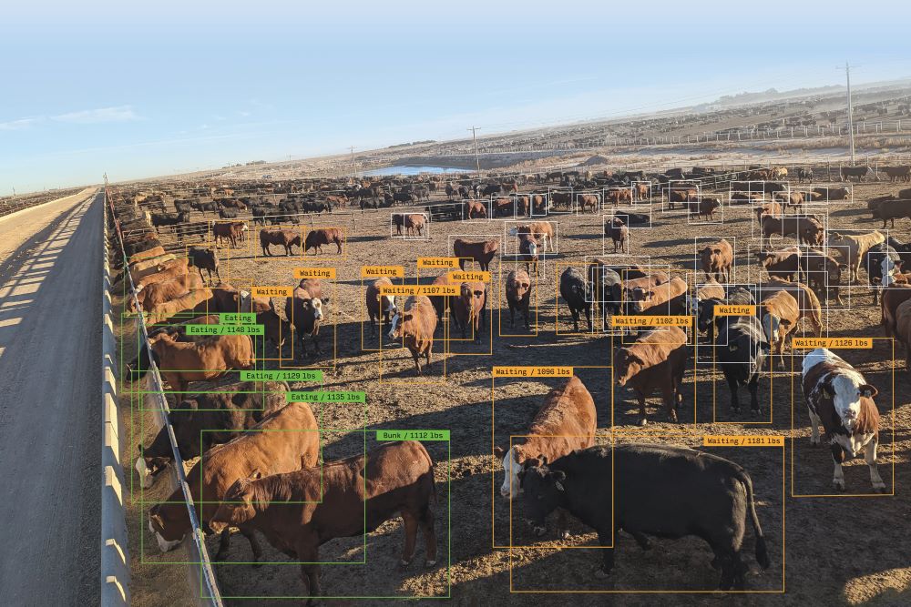 Feedlot full of cattle with camera view overlay framing each individual animal to display how livestock technology uses artificial intelligence to create a data point every animal.